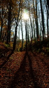 Trees fall foliage autumn forest photo