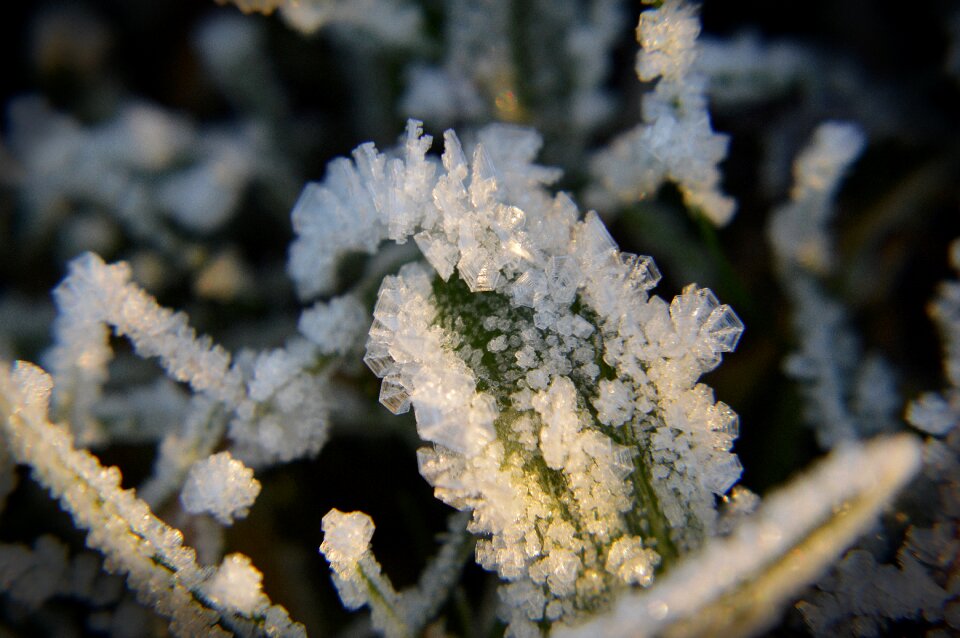 White forest ice