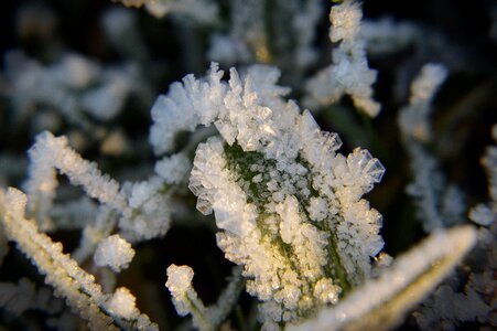 White forest ice