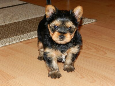 Dog yorkshire terrier a wall
