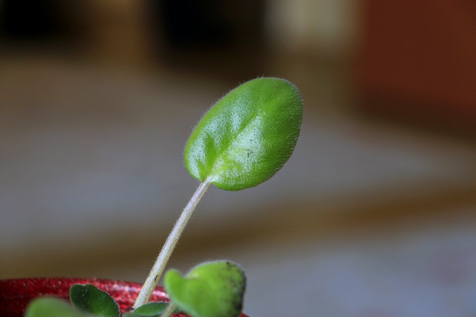 Turkey house plant flower