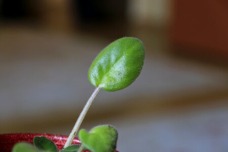Turkey house plant flower