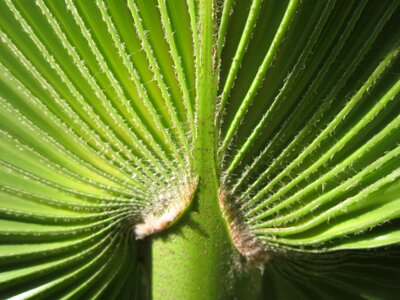 Plant green structure photo