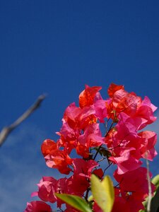 Summer four o'clock plant flora photo