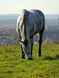 Animal meadow pasture land