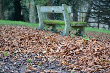 Carpet of leaves autumn landscape foliage photo