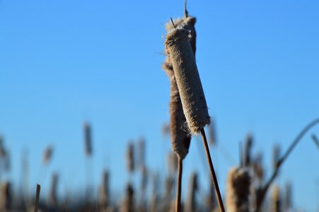 Sky blue prairie