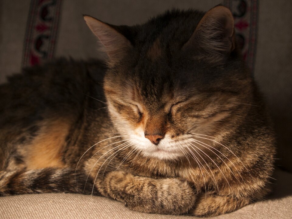 Pet portrait of cat cat face