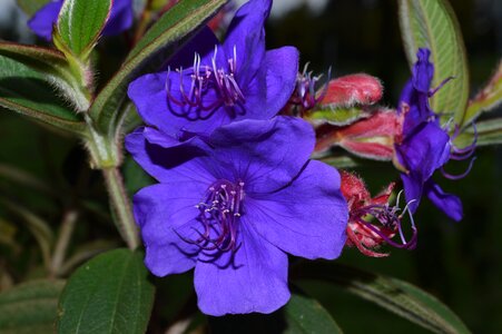 Glory bush flower purple