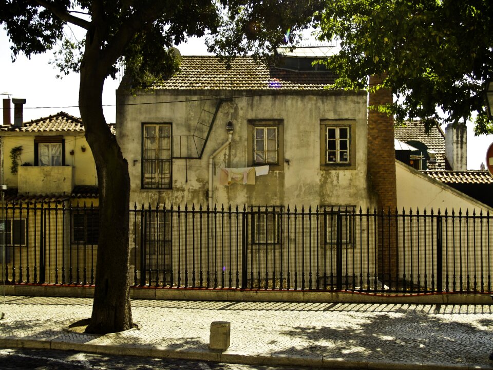Trees houses facades