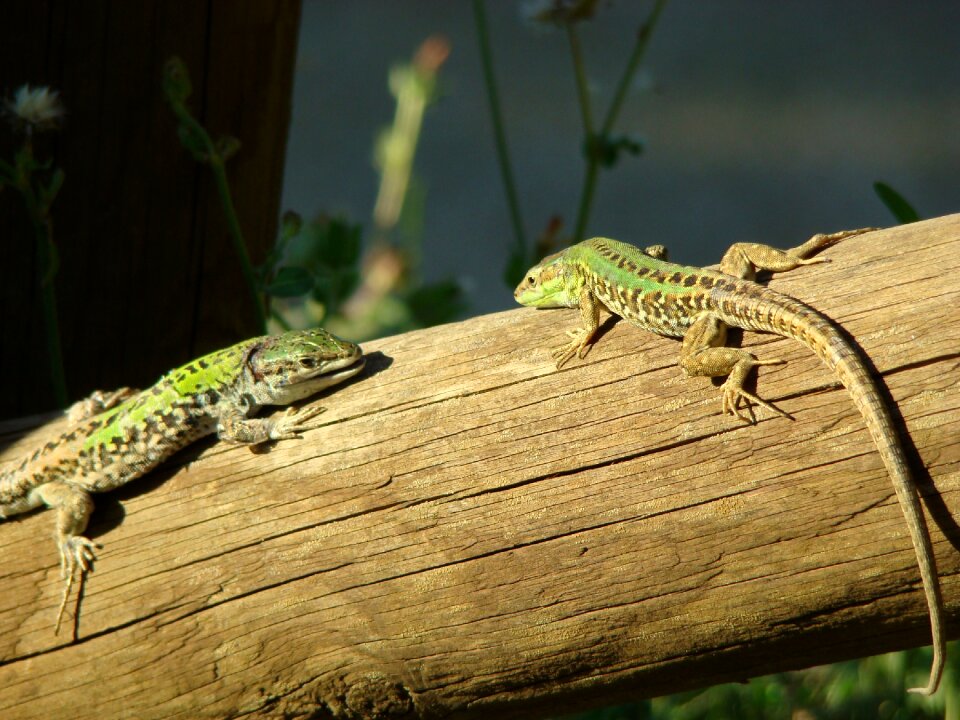 Fauna lizard reptile
