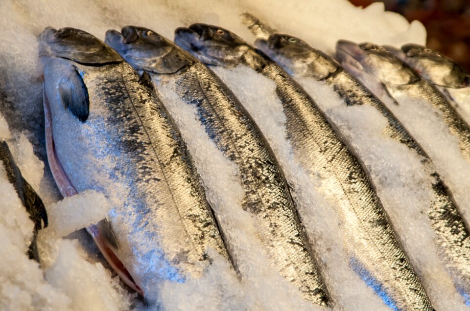 Farmers market fish food
