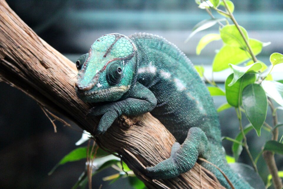 Leaves reptile animal