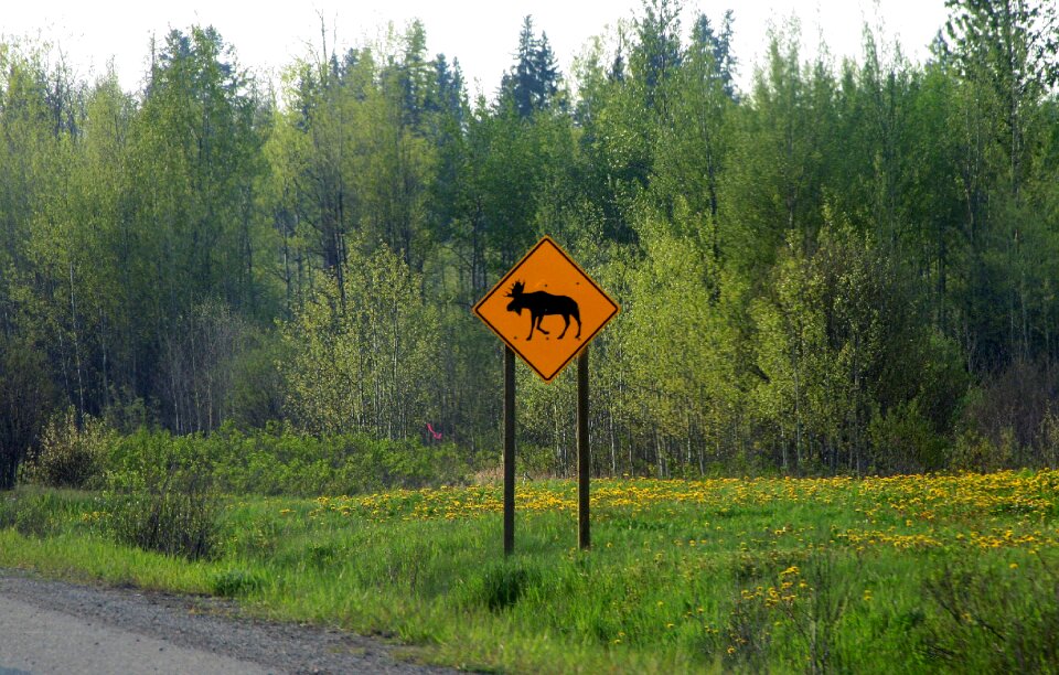 Warning travel wildlife