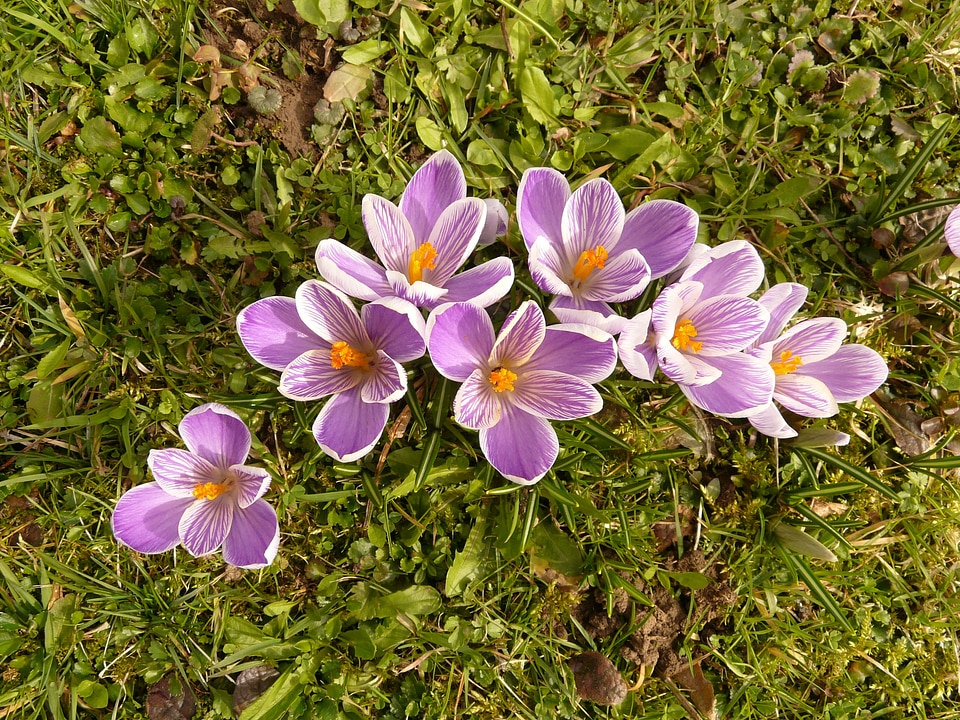 Close up macro flowers photo