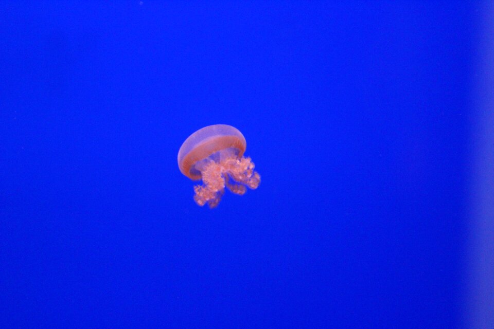 Rosa water tentacles