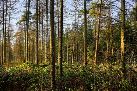 Incidence of light january nature photo