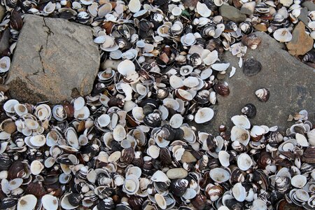 Beach shells ground