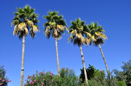 Tropical united arab emirates