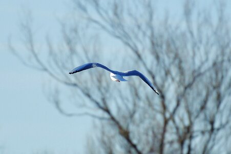 Animal world lake bird photo