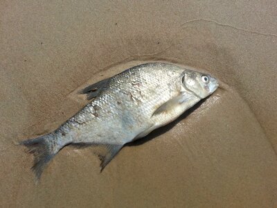 Beach nature animal
