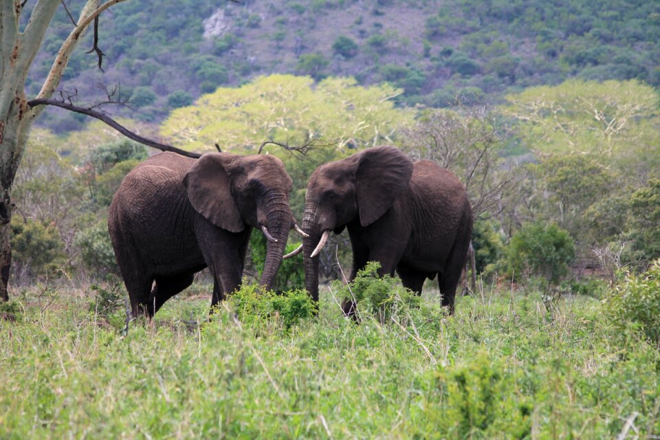 Wildlife elephant