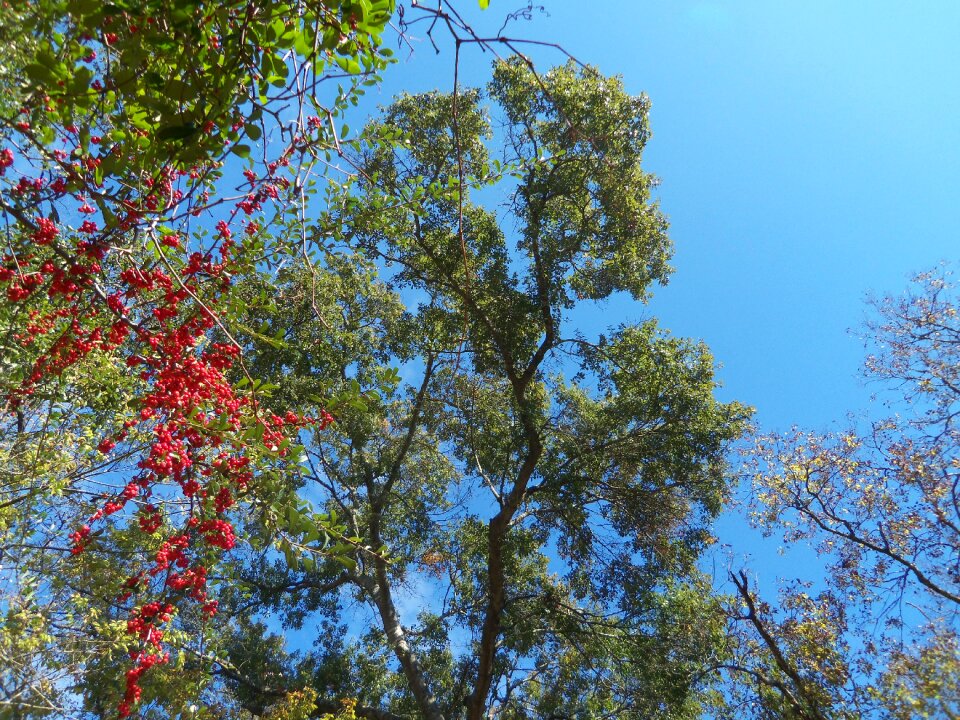 Nature fall trees view