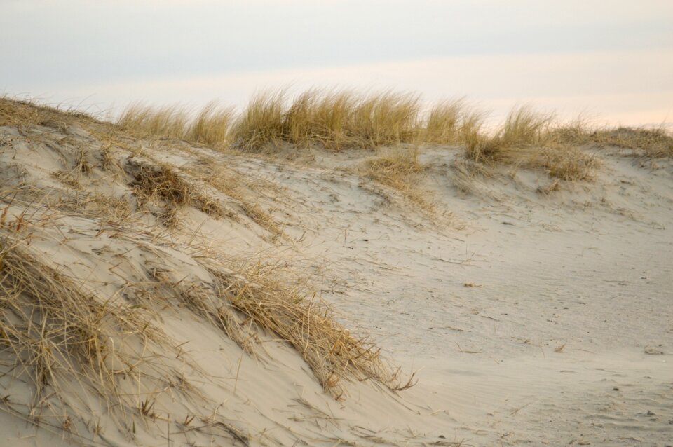 Plant north sea nordfriesland