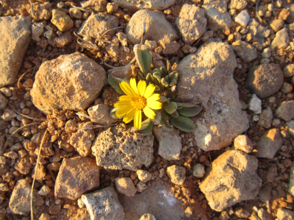Wild flower small flower plant