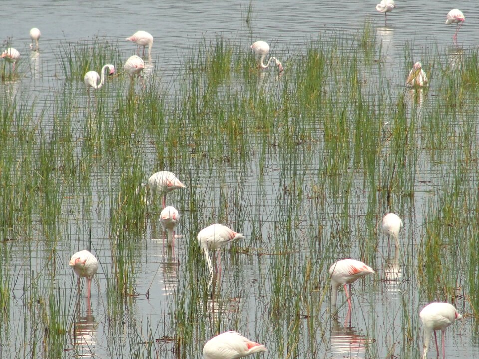 Flamingos animal world water bird