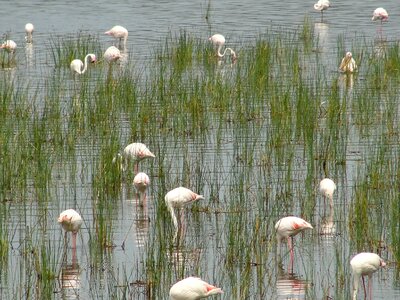 Flamingos animal world water bird