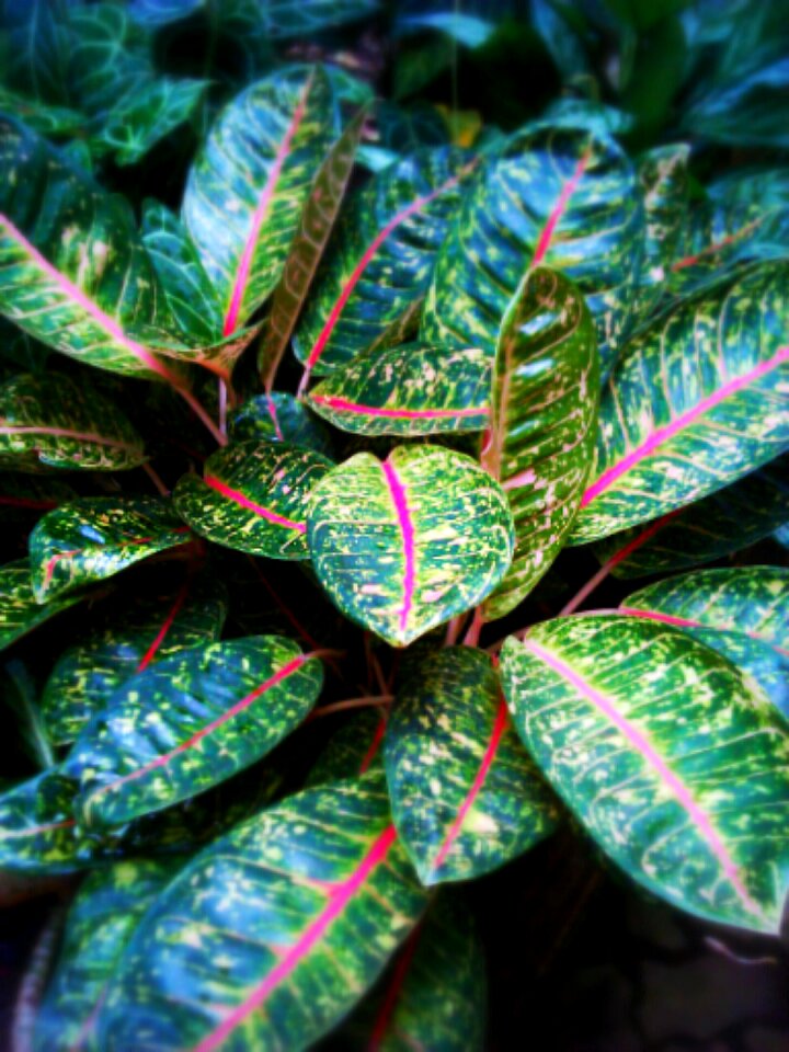Green leaf green leaves nature