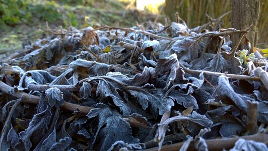 Winter foliage rime photo