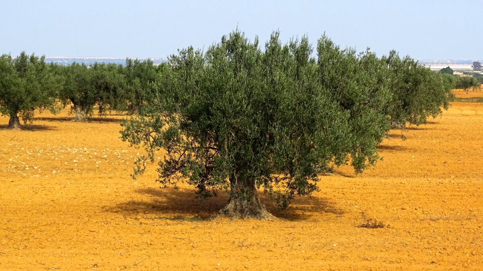 Tree trees landscape