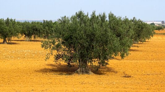 Tree trees landscape