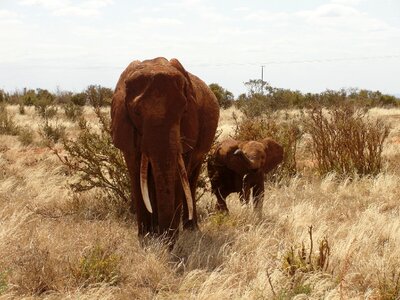 Kenya elephant calf east africa