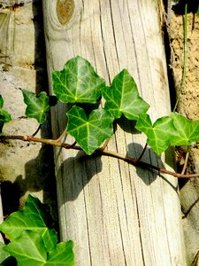 Creeper climbing plant macro photo