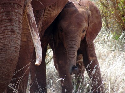 Elephant elephant calf east africa