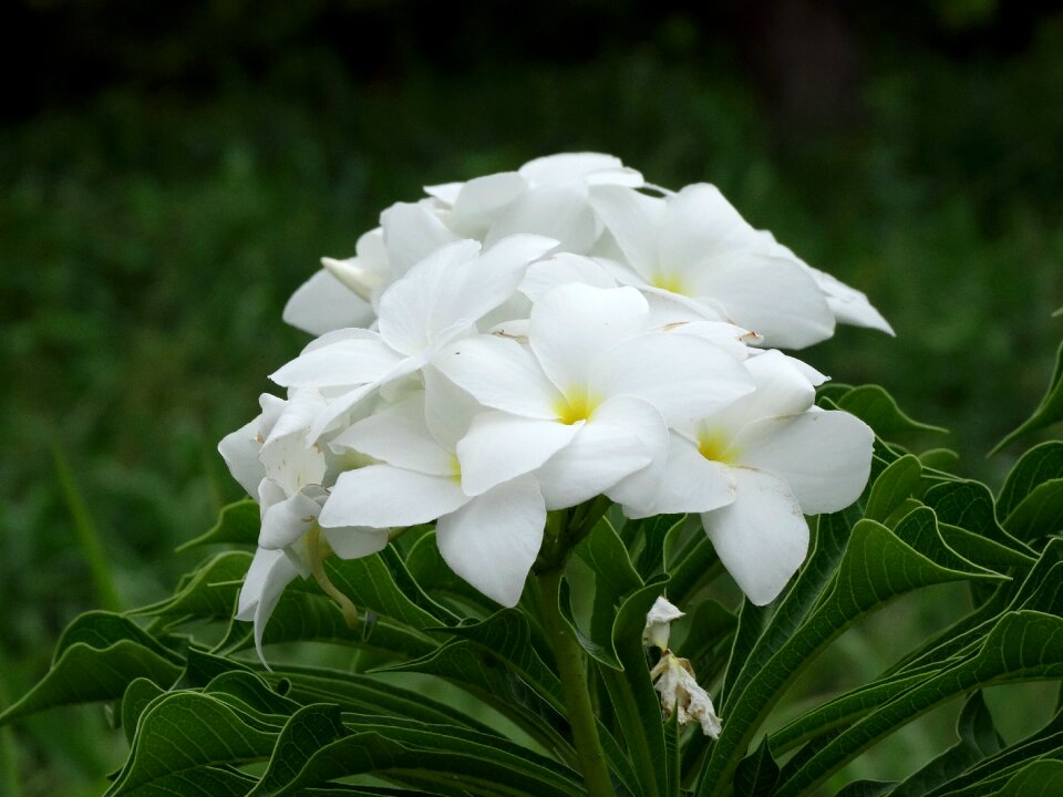 White bride flowers