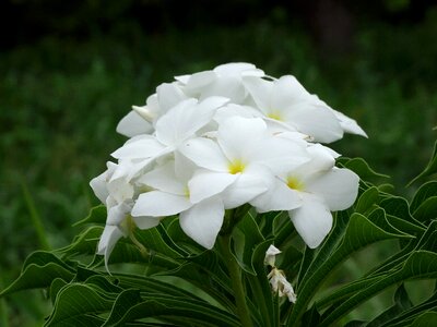 White bride flowers