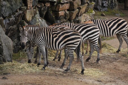 Zebra zoo stripes
