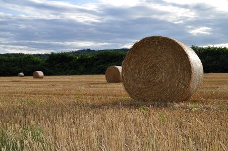 Agriculture meadow field photo