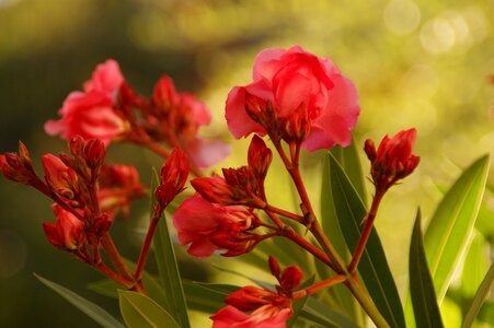 Garden wall nature photo