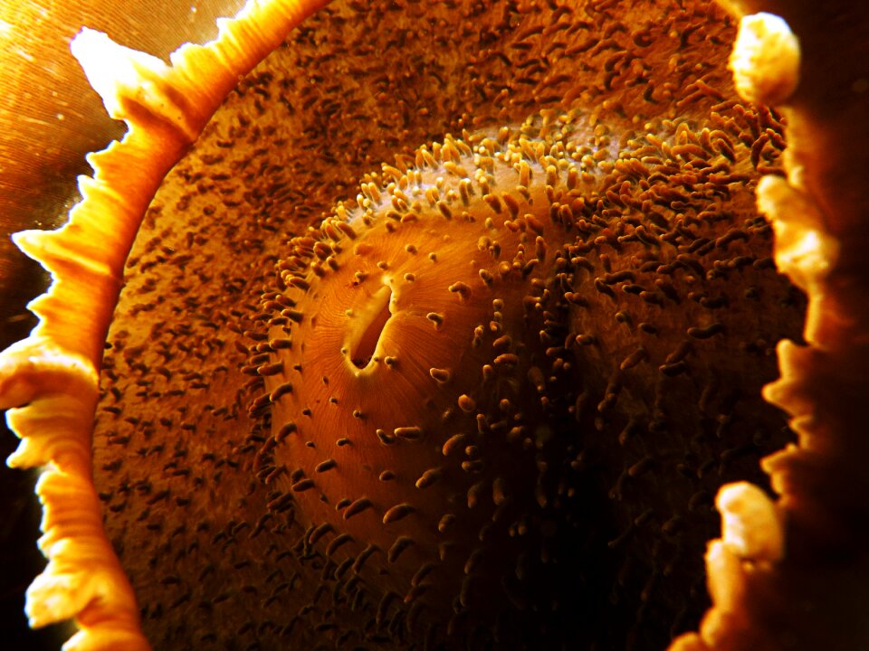 Underwater brown gold