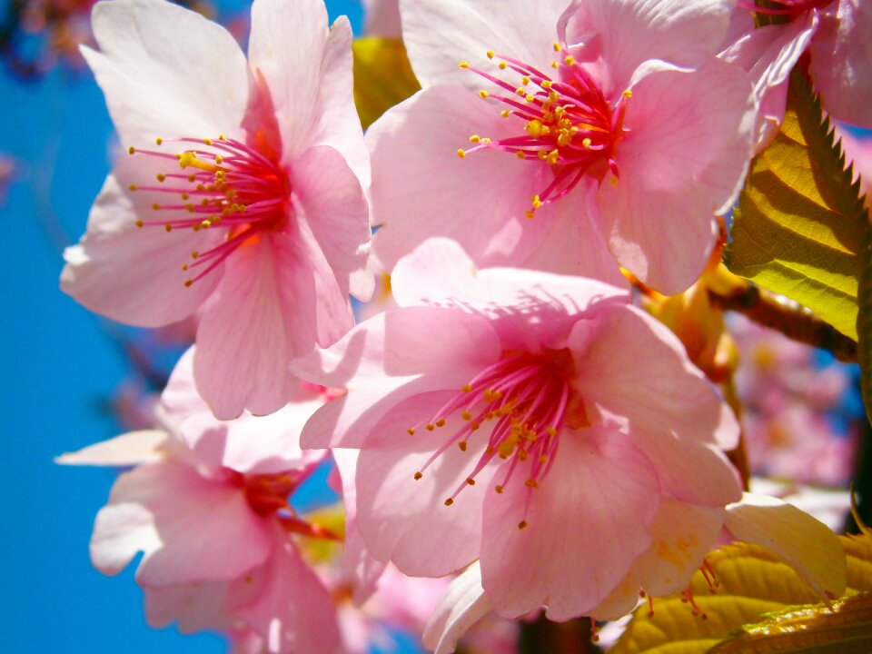 Pink flower blossom