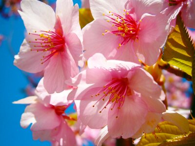 Pink flower blossom