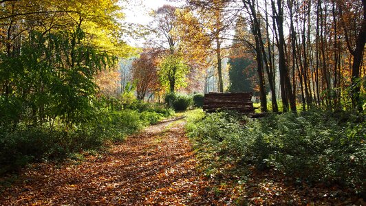 Trees fall foliage autumn forest