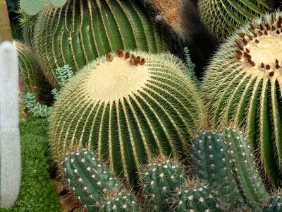 Green plant prickly photo