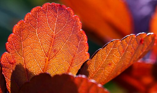 Fall colors colorful foliage autumn leaves