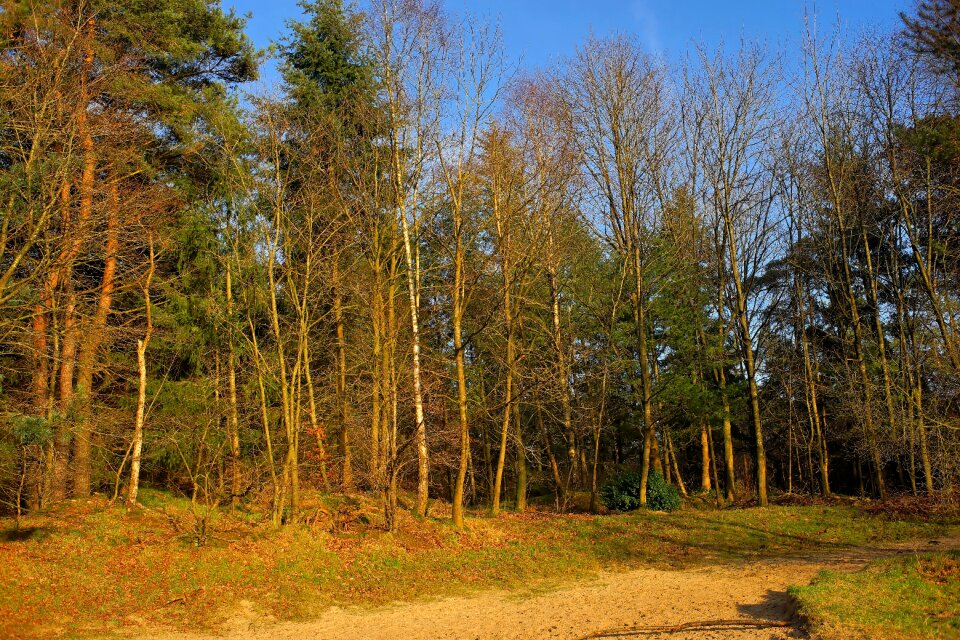 Incidence of light january nature